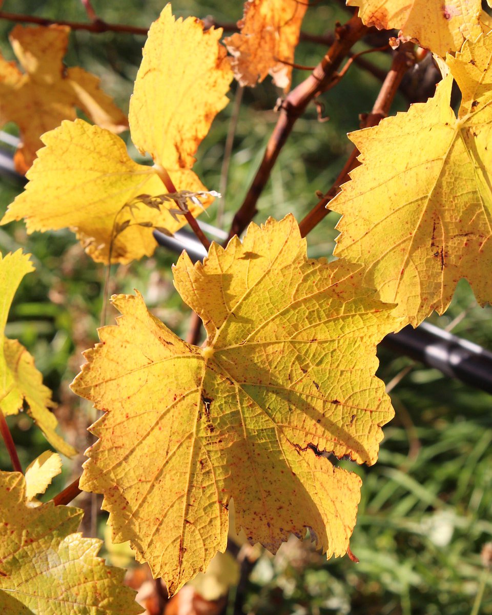 BellbirdSpring's tweet photo. Autumn leaves 🍂 Such a magnificent time in the vineyard. https://t.co/ZqyAVobMDe