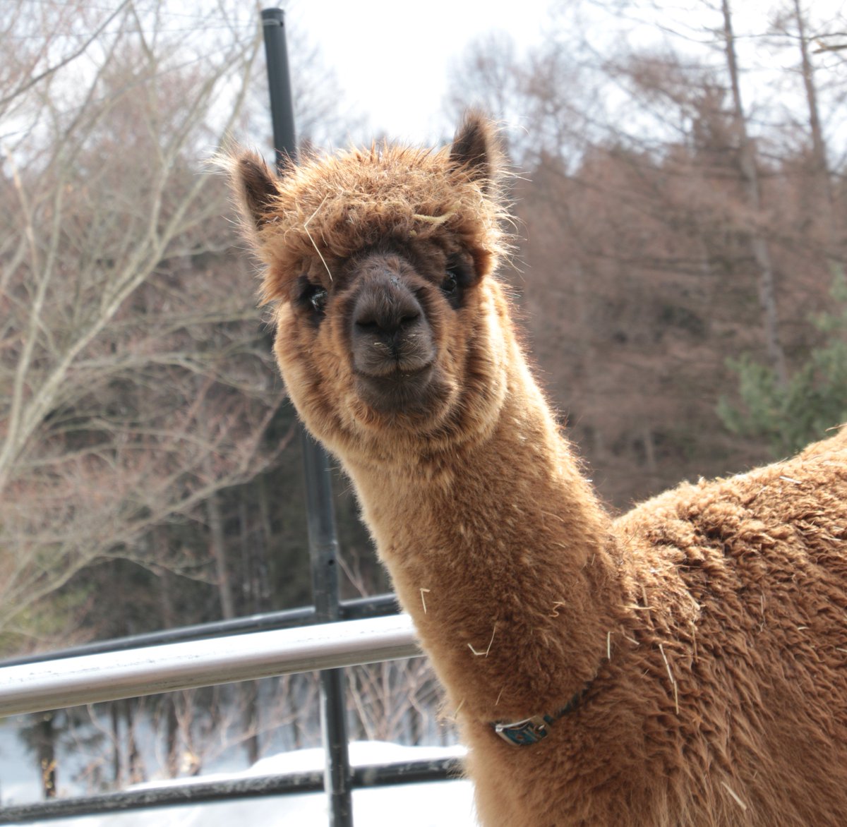 Twitter पर 盛岡市動物公園 Zoomo 新しくきたアルパカ のオスの愛称が決まりました 応募総数1409票から審査で選んだ愛称は モカ です メスの モコ とつりあい茶色の毛色がコーヒーを連想させること よびやすく親しみやすいことから選びました モカ と投票