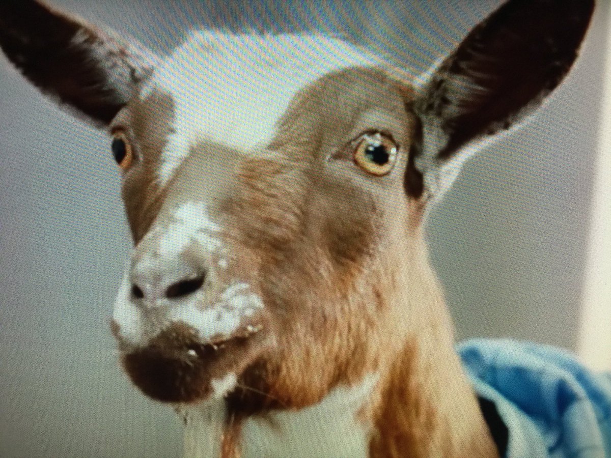 jaybles21's tweet photo. @LPontheleft I was listening to Rasputin Ep, late last night, doing dishes...felt someone watching me, something lurking behind me. I had paused my TV on an extreme closeup of the goat from a sponsored ad. 🎸myeerneh meerneh mheeer #facebookiswatching #hailyourselves #HAILME https://t.co/xFODBs2pVC