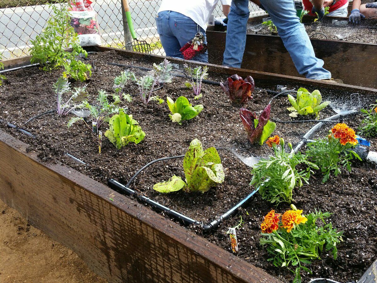 orion_goe's tweet photo. @TheToroCompany products and volunteers working with @EwingIrrigation and their partners at CSDR here in #RIVERSIDE. Raised vegetable beds and garden for education in sustainability and efficient irrigation. #Torowatersmart #ToroGives #ToroIrrigation https://t.co/kp5Oiy3Qdj