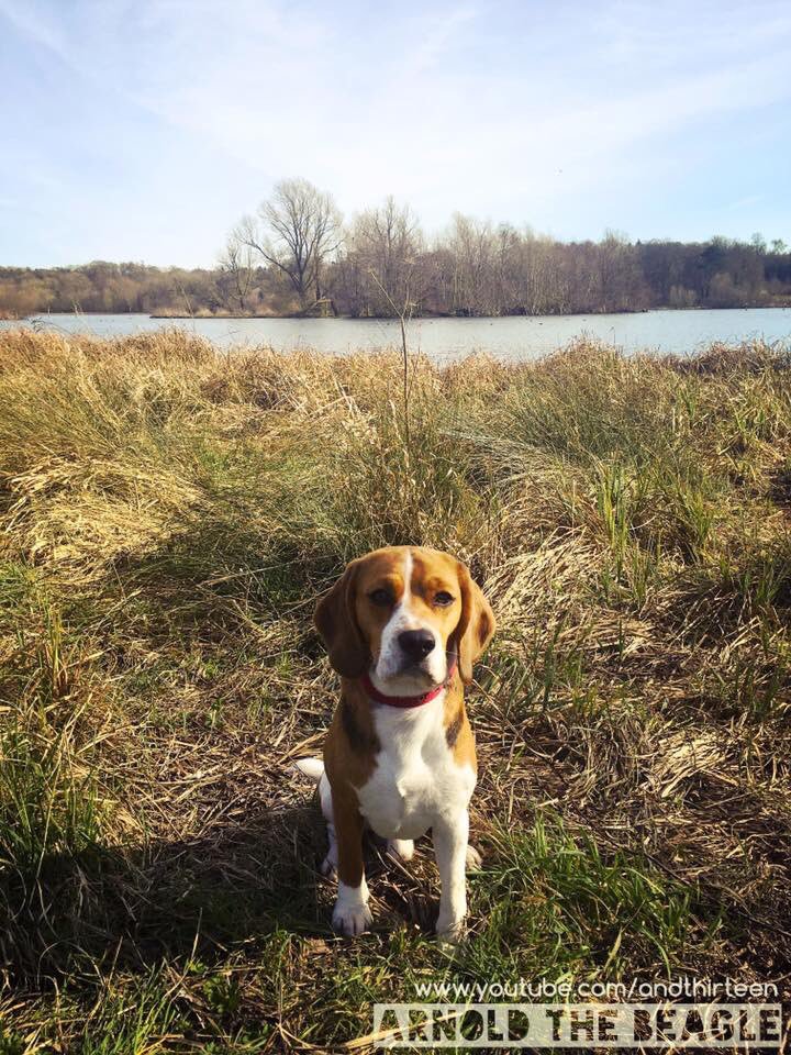 arnoldthebeagle's tweet photo. Day out 😎 #beagle #arnold #IsleOfDogs #dogsoftwitter #doggy #doglovers #cute #followme https://t.co/jBWYhCkWWB