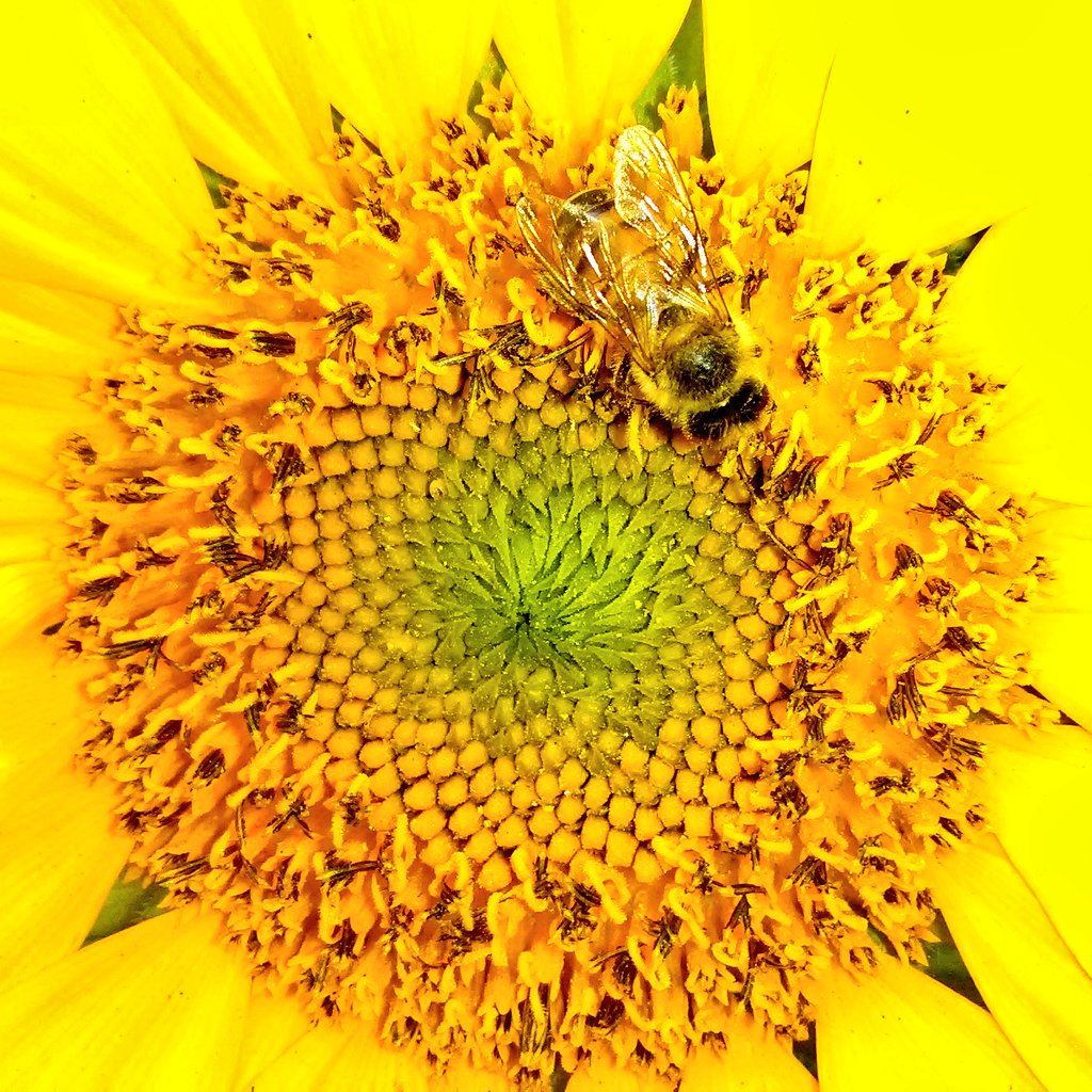 Orchidinsanity's tweet photo. That new wing conditioner is amazing!! #sunflower #nature #Bees #garden #gardening #symbiosis #lookngood #Lunchtime https://t.co/1HCst8l7vu