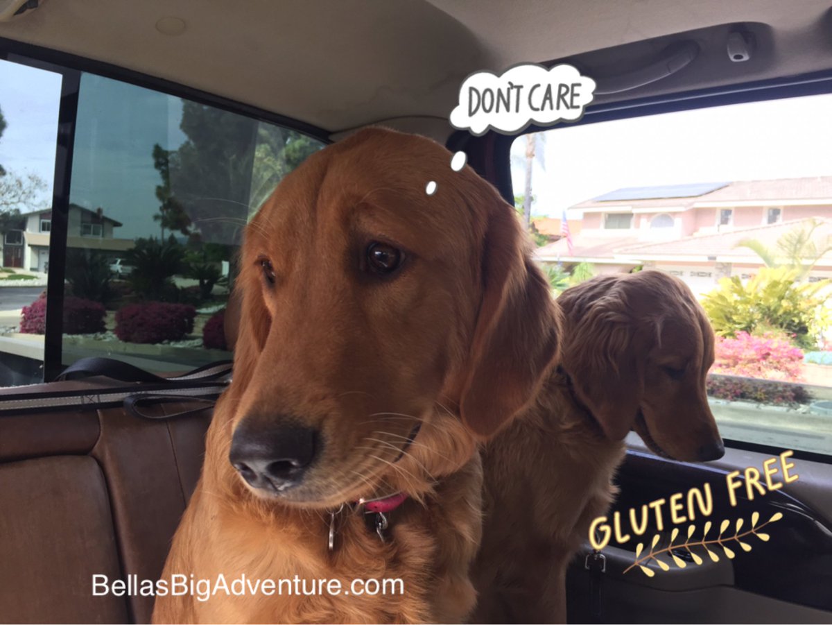 Retweet if you sometimes "just don't care"!

bellasbigadventure.com

#glutenfree #Carbs #dogs #godlen_retriever #travel #adventure #journey #explore #America