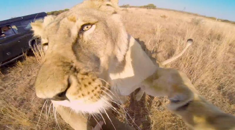 PawManeFin tweet media