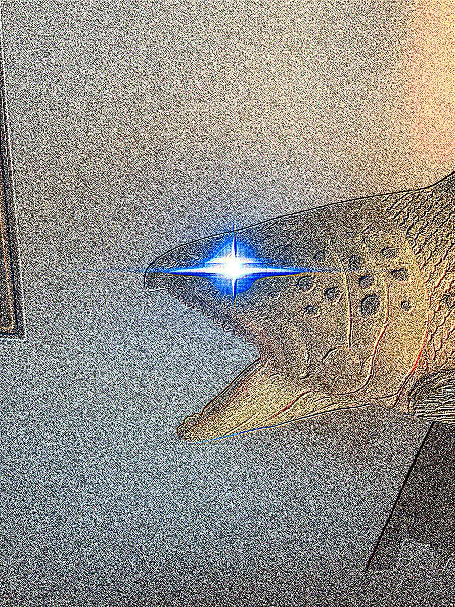 thefishpuppet tweet picture
