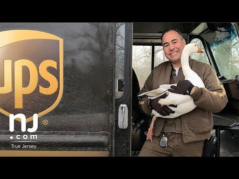This goose thinks she's a dog, and she's wild for a UPS driver bit.ly/2H17a4z