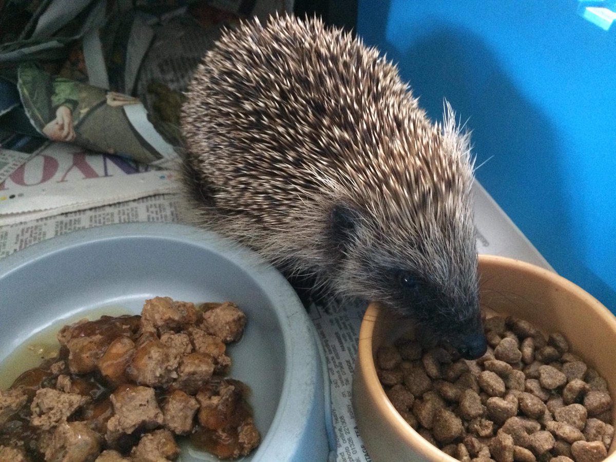 Prickles and Paws tweet media
