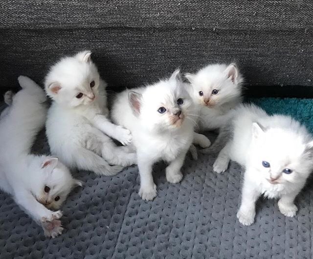 JulietKacey's tweet photo. ###ragdoll kittens available for a lovely https://t.co/DCdVugux2m annakacey91@gmail.com or text +1 (270) 693-1494### https://t.co/sTQ40UqnZo