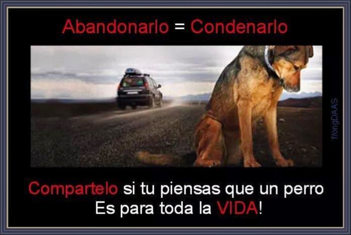 idalmac46's tweet photo. BUENAS NOCHES. 
Un perro no es un juguete sin vida

Te quiere. Lame tu mano si le pegas. Nunca te abandonaría aunque no le des comida. Juega con tus hijos. Vigila tu casa. Siempre te obedece.
¿Crees que merece que le abandones?
¿Piensas que no te echará de menos?

No le abandones https://t.co/eGbdn8YEPH