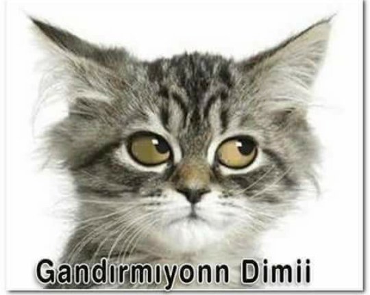 @FatihAkhan58 @biznedersek_o @Bay_x1071 @Bay_x1453 orji layık dimi