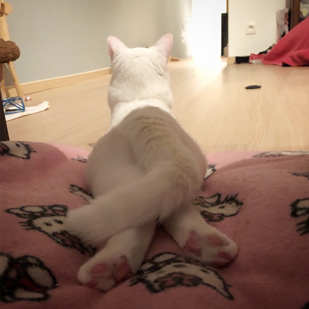 That pose though 🤣 #mycatisweird #weirdcat #dracothecat #weird #pose #cat #thatposethough #cats #caturday #catstagram #catsofinstagram #whitecat #catpaws