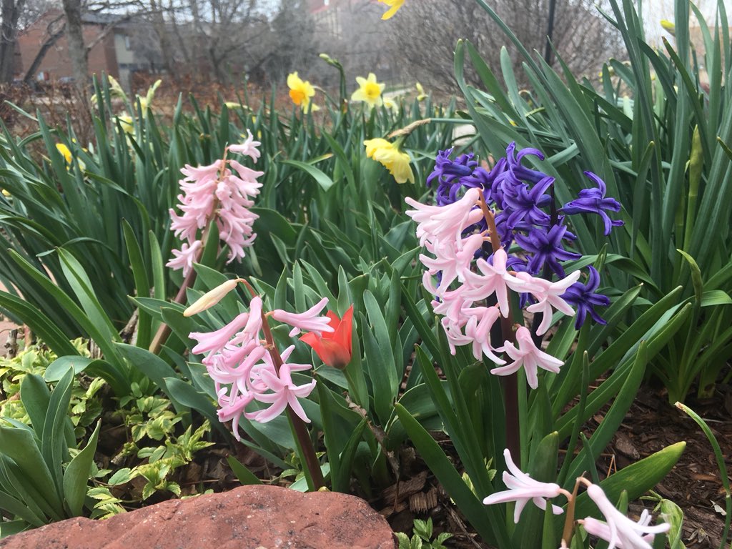KurtHaslag's tweet photo. The spring flowers are out today in #boulder https://t.co/q6tXFMGDH5
