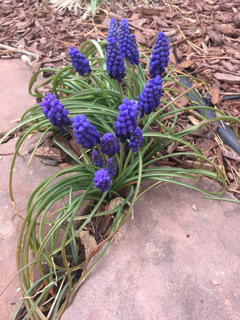 KurtHaslag's tweet photo. The spring flowers are out today in #boulder https://t.co/q6tXFMGDH5
