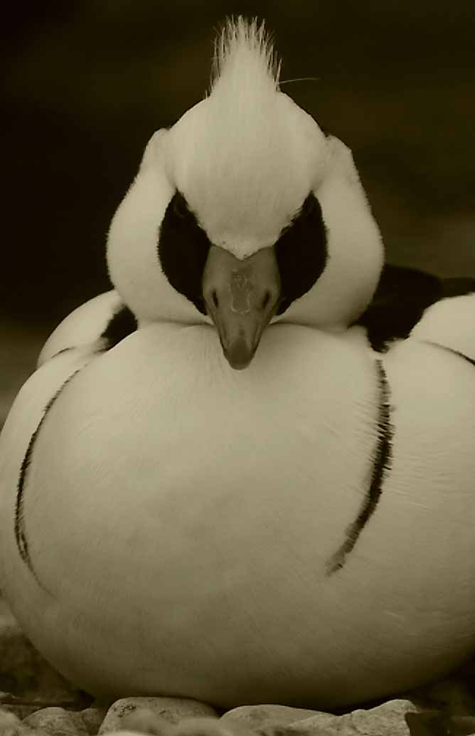 MJMcGill_Anser's tweet photo. Striking drake #Smew with it's frown on #Mergus #albellus 'The White Nun' #punk or #pandaface https://t.co/8YxRF0mOQq