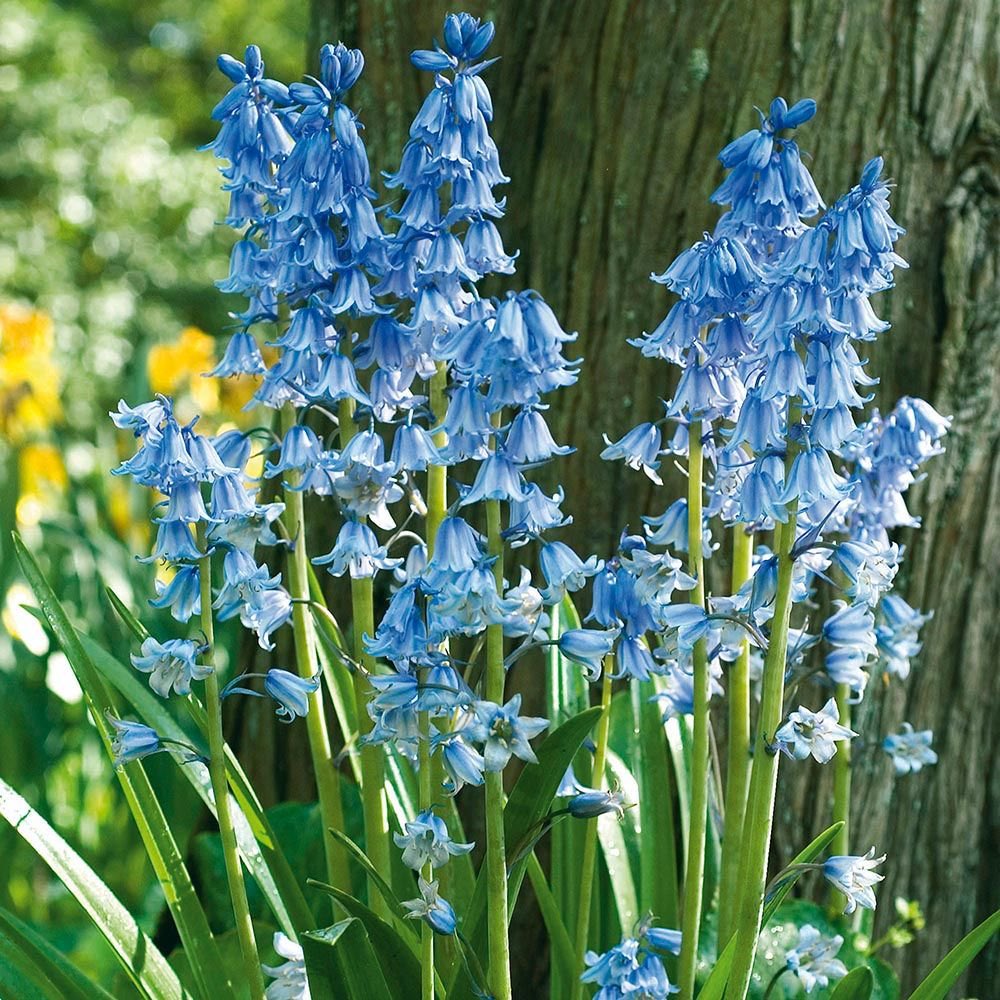 草木のこと Hyacinthoides Non Scripta イングリッシュ ブルーベル 学名の ヒアシントイデス はヒアシンスに似たといった意味 受粉はミツバチなどによって行われるが ある種のハチは花の底を噛み破り蜜を盗むことがあるらしい そんなことしなくても