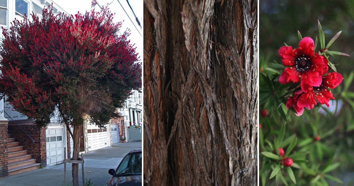 UrbanForestMap's tweet photo. The New Zealand Tea Tree (Leptospermum scoparium) is in full bloom. With its furrowed bark, dusty grey-green foliage, and pink or magenta blossoms, it's a beauty. This compact evergreen grows in any soil. See a row of them on Phelan Ave by City College.❤https://t.co/A87Ek9z7QV https://t.co/fcJKLP3t1Z