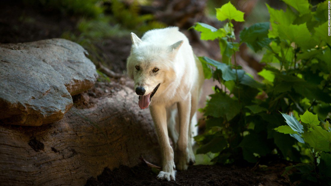 CNN's tweet photo. New proposal wouldn't impact endangered species currently protected https://t.co/axiXqHcG5G https://t.co/aaG7SefcxN