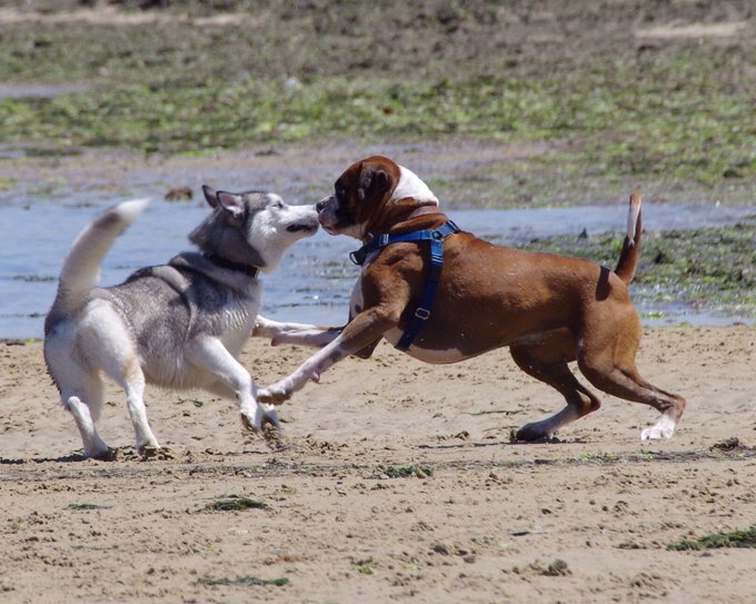 OzDogLover's tweet photo. Another 'biting' commentary by #TonyKnight #DogListener on why there are so many #dogbiting incidents at present ...
It comes down to us not understanding how #dogs see the world & our unrealistic expectations that they should all get along!
.
👉https://t.co/Efp7UFXuAD https://t.co/lUbYgsizxF