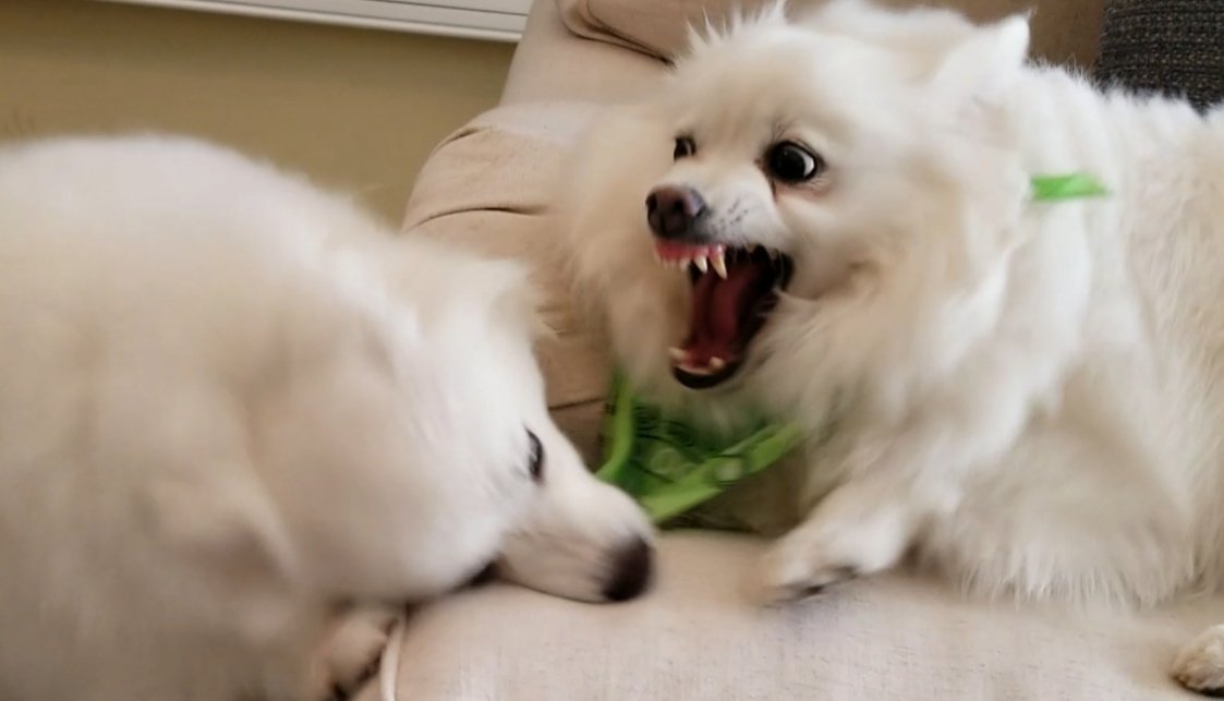 jacksfilms's tweet photo. For sale: two goblins, never loved https://t.co/U4ZN3MMJsW