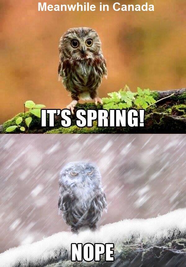calgarytransit's tweet photo. Hey #CTRiders Anyone feeling like this? Please remember there is a snowfall warning out for the city today for 10-15 cm and leave plenty of time for your commute. #IsSpringHereYet https://t.co/Uu58M55lUL
