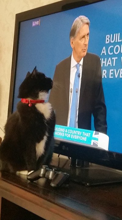 <a href="/ToryCats/">Tory Cats</a> Misty swatting up on some background details...