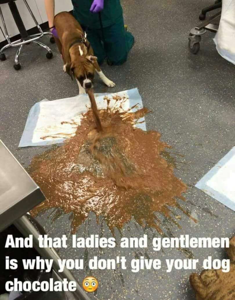 The Mobile Vet Nurse (@mobilevetnurse) on Twitter photo 