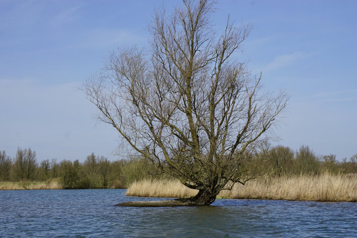 Een hele Skone dag in de  #Biesbosch ! 😃
Geen bever waargenomen maar wel een schildpad 😮😮.
Zat heerlijk in het zonnetje, maar was zeer alert .
Hij/zij dook gauw het water in toen we te dicht bij kwamen !!