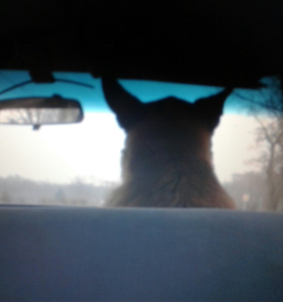 73buggie's tweet photo. My #gsd had her revenge on me. Took her to the car after her vet appt as i stayed behind to pay the bill. I was stuck in the back seat! #mydogiscutest #ilovemydog https://t.co/HpVmPNBjRO