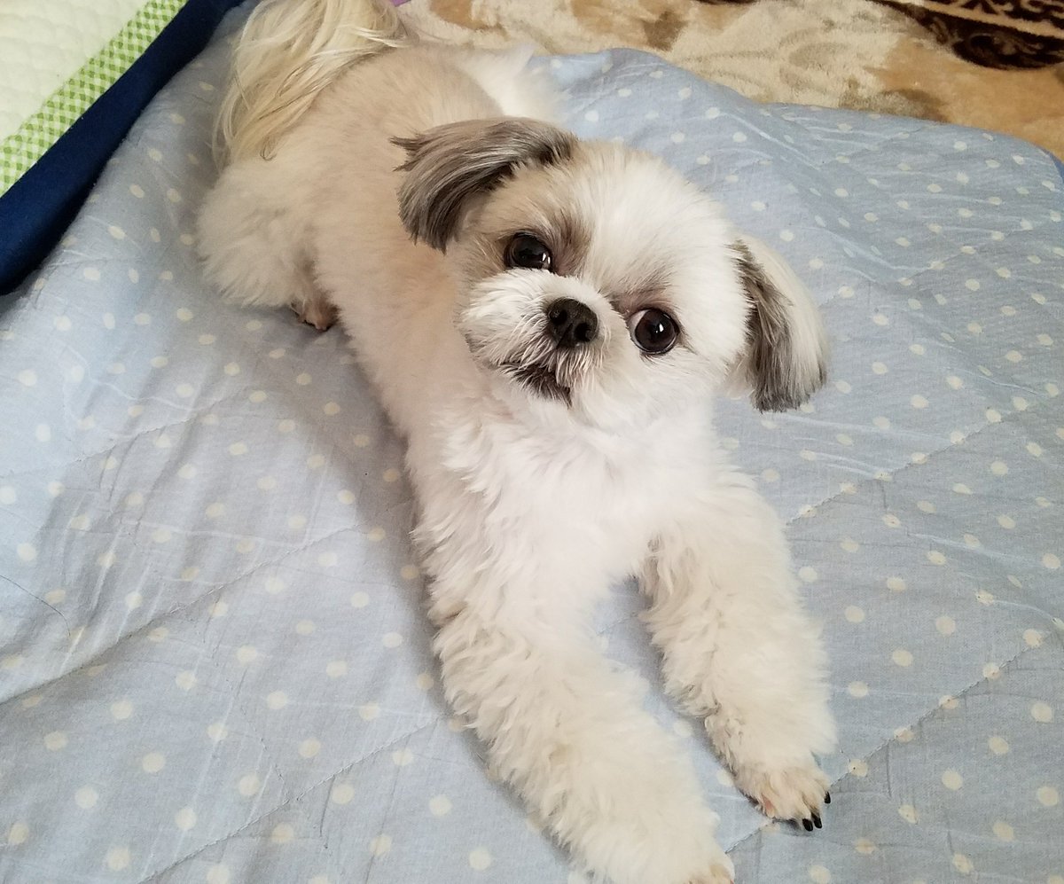 シーズー犬 ししまる Shih Tzu Shishimaru Di Twitter おはようございまる 昨日の夜ママに顔カットしてもらいました Shihtzu シーズー Dog Dogstagram 犬 愛犬 Ilovemydog いぬのきもち 可愛い Cute Shishimaru ししまる わんこ モフモフ