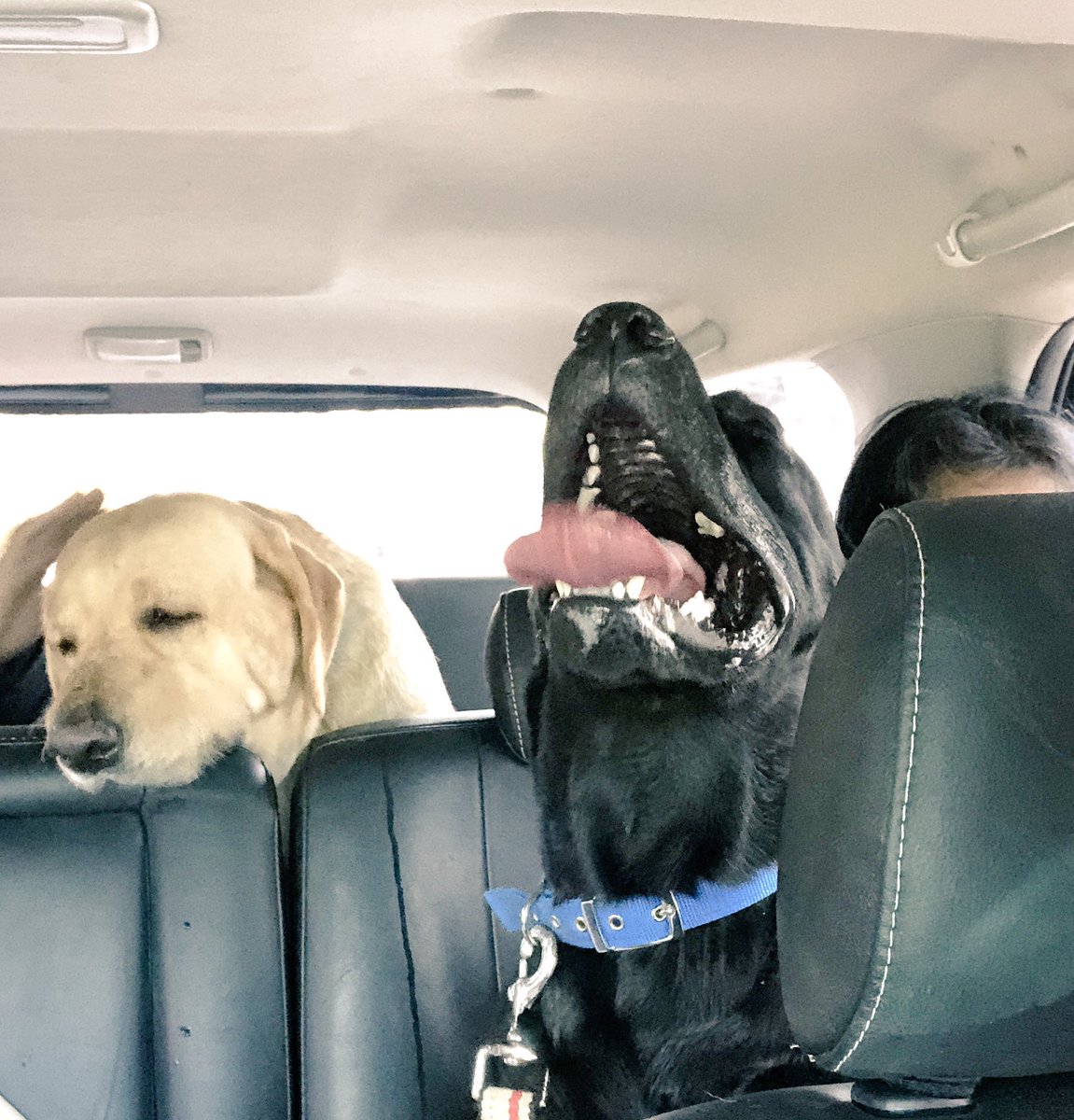 luvablelab's tweet photo. That moment when you lied and blamed your brother, and momma believed you 😂 #sucka #Labrador #DogsRule #Dog #brothers https://t.co/QQDzPBEgEf