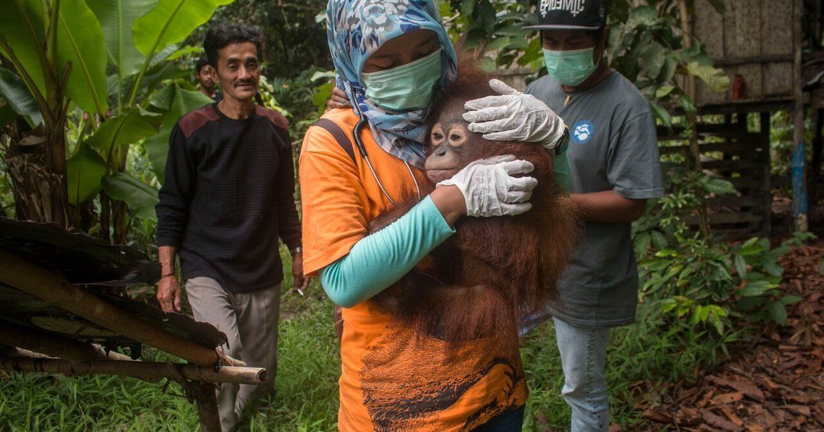 This orangutan who spent 5 years in a box wouldn't let go of his rescuer 💕 thedo.do/2Jo6WTq
