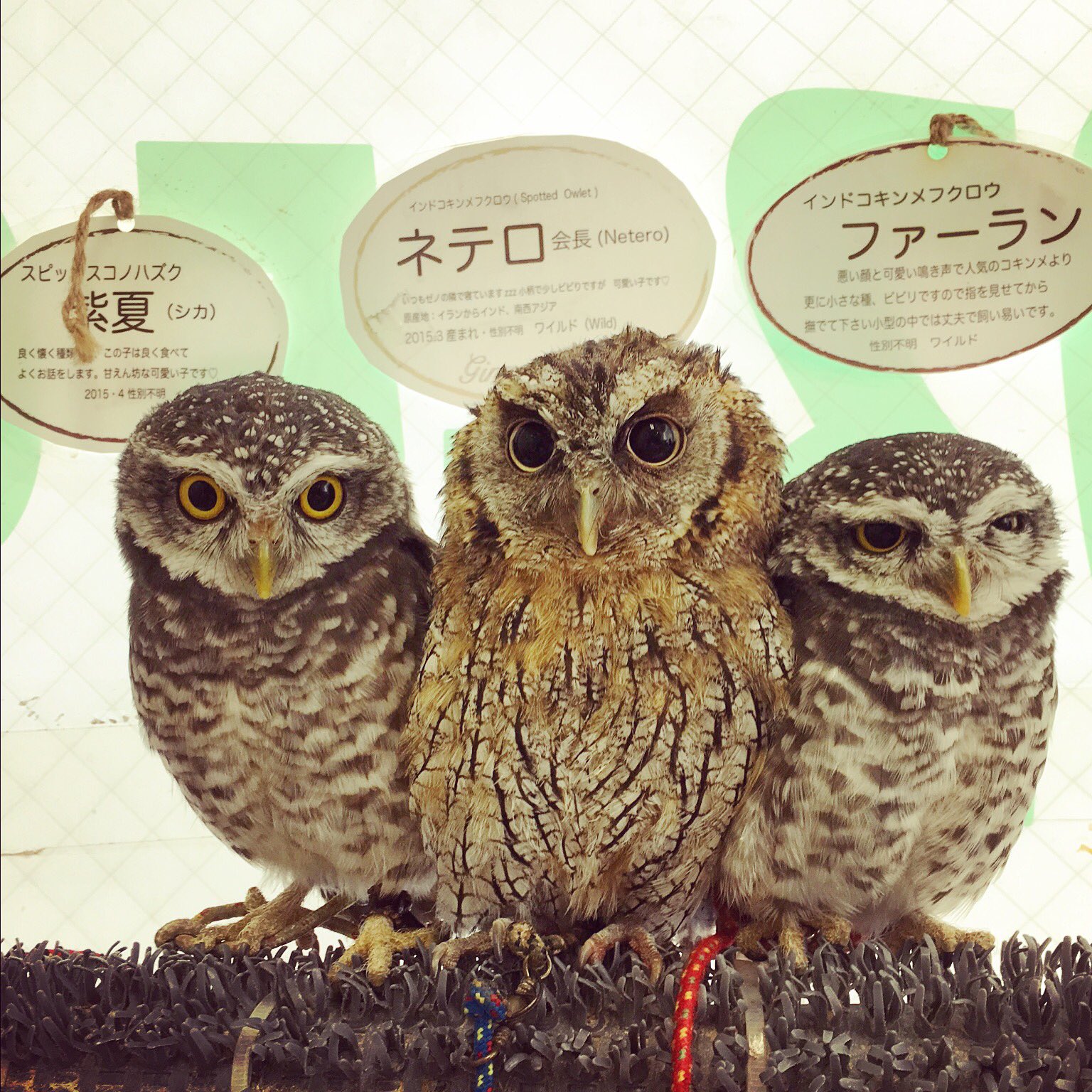 スピックコノハズク Twitter Search Twitter