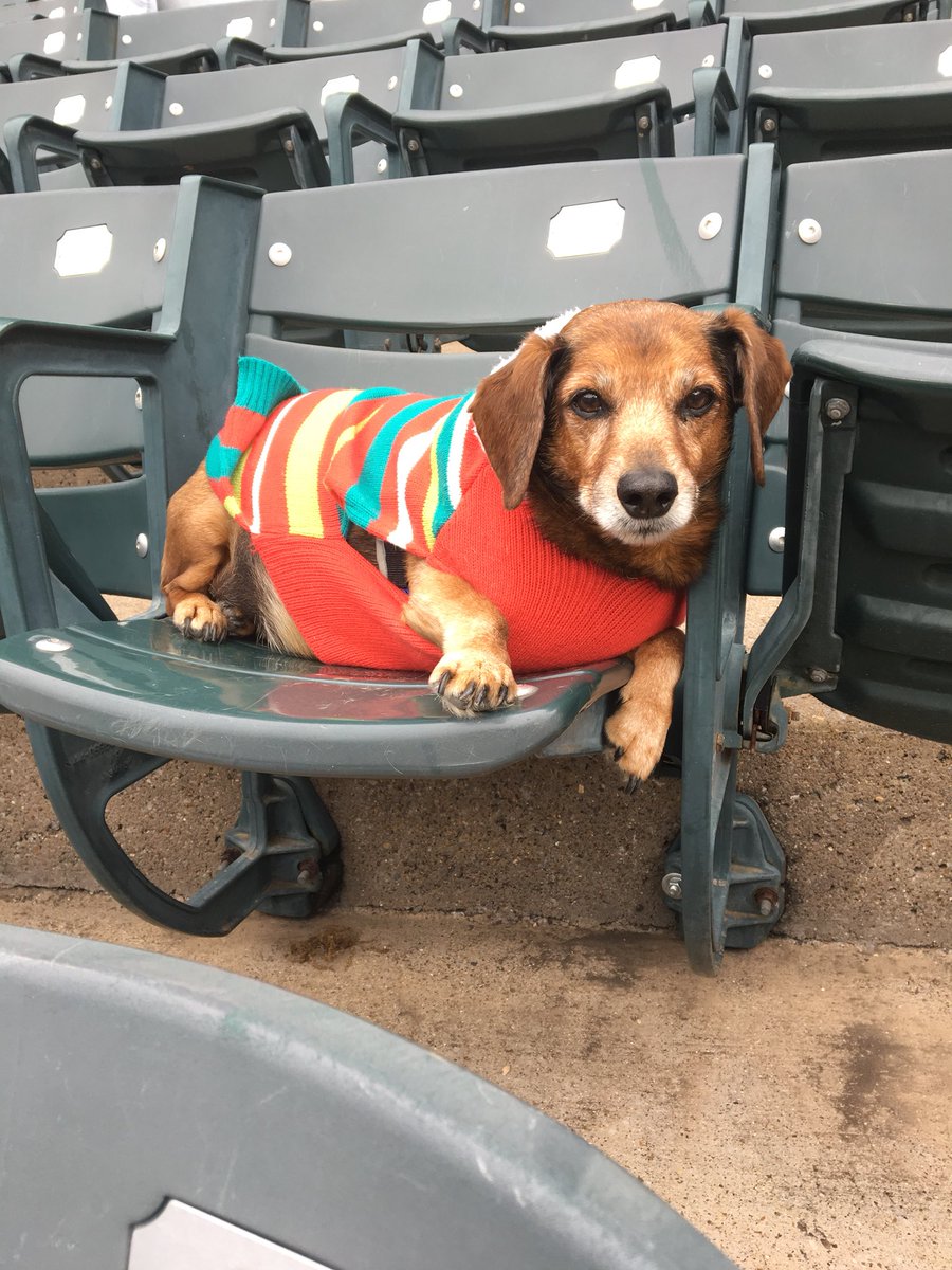 GizmoAdventures's tweet photo. #BarkAtThePark #TexasRangers https://t.co/z8jC0PNXzz