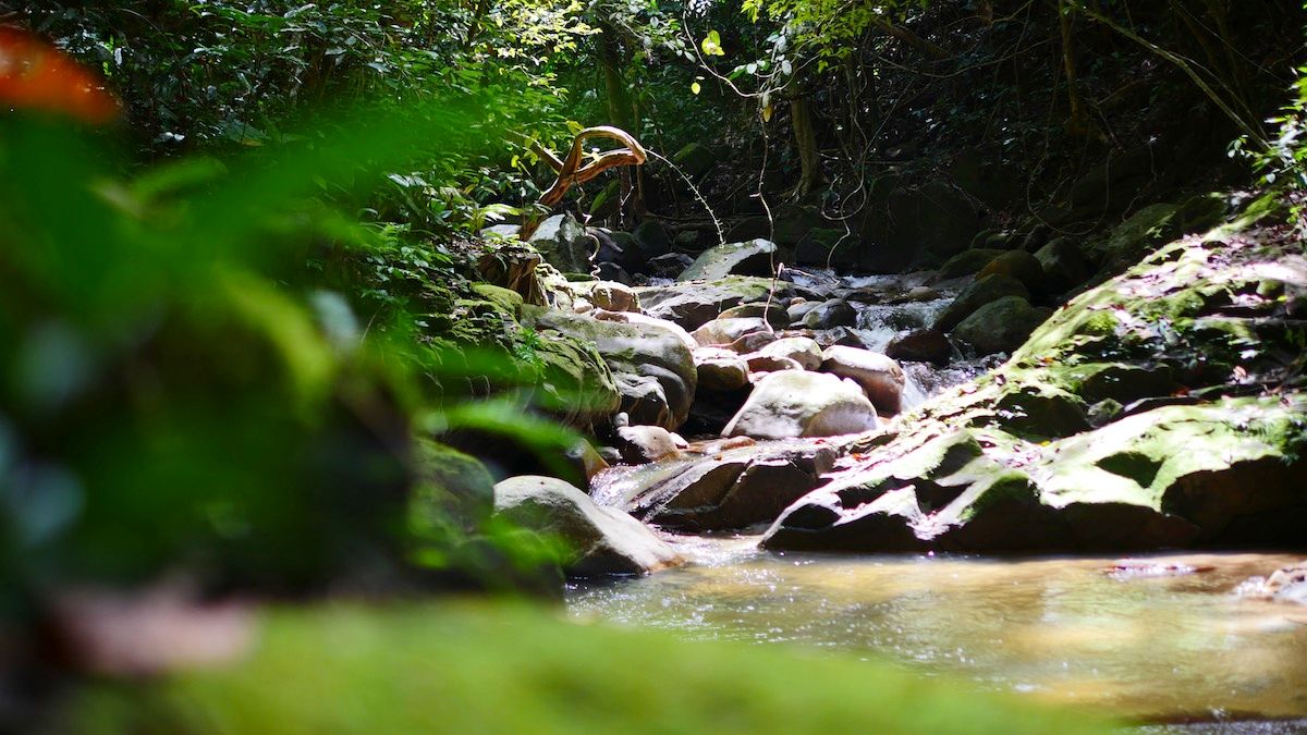 PerakTourism's tweet photo. You gotta love spending time around nature breathing fresh air...
Here is a great tip for you, Belum Rainforest in Pulau Banding is a great place to explore!
#TourismPerak #VisitPerak2018 #BelumRainforest #exploreperak https://t.co/ed60MRO43x