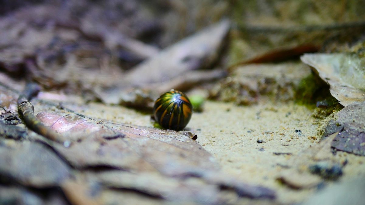 PerakTourism's tweet photo. You gotta love spending time around nature breathing fresh air...
Here is a great tip for you, Belum Rainforest in Pulau Banding is a great place to explore!
#TourismPerak #VisitPerak2018 #BelumRainforest #exploreperak https://t.co/ed60MRO43x