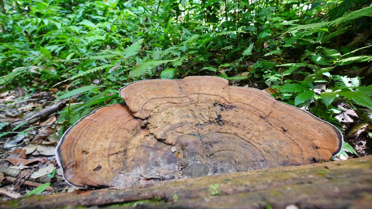 PerakTourism's tweet photo. You gotta love spending time around nature breathing fresh air...
Here is a great tip for you, Belum Rainforest in Pulau Banding is a great place to explore!
#TourismPerak #VisitPerak2018 #BelumRainforest #exploreperak https://t.co/ed60MRO43x