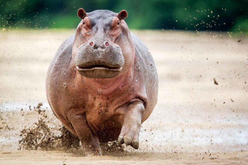 EverydayHippo tweet picture