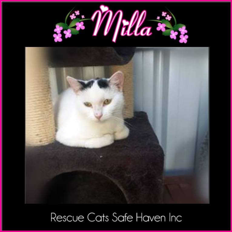 ALPR_Lost_Pets's tweet photo. #KittyCatOfTheWeek
#TasmanianLostPetRegister
#CatsOfTwitter
#RescueCatsSafeHaven
#TasmaniaAustralia
https://t.co/GT5PF1cIqe https://t.co/fc1F261KO3