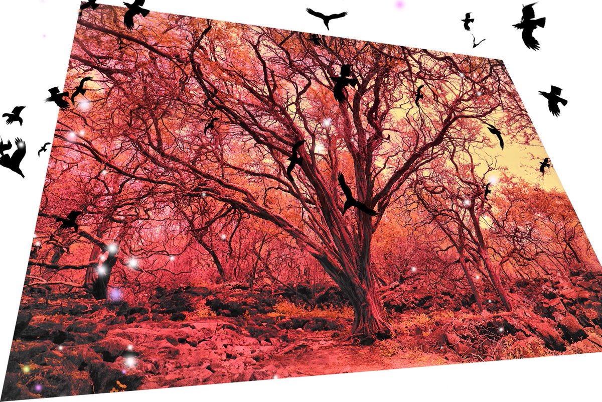 SLessard's tweet photo. Dreaming Tree.. photo art by me https://t.co/aGzXks1CdL