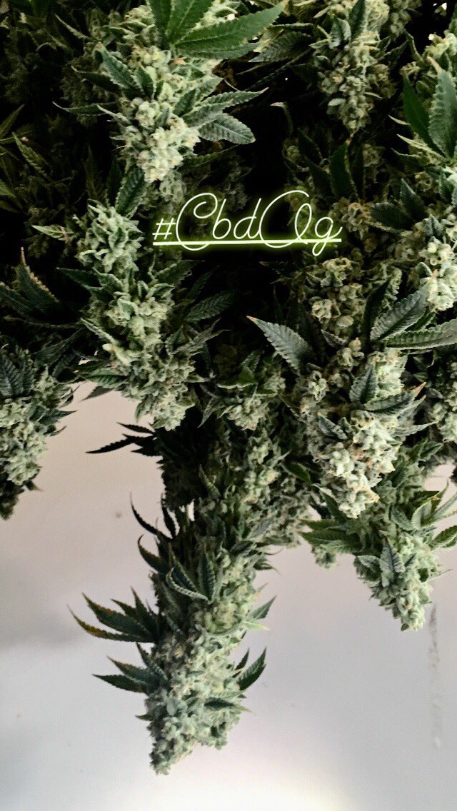 C.R.A.F.T. Cannabis (@craftcannabis) on Twitter photo 