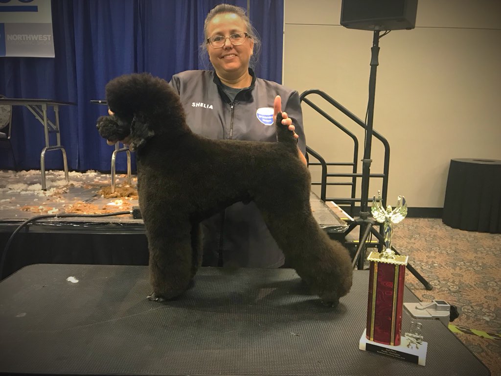 Congratulations to Shelia Pirrone who took 2nd Place in her Poodle 🐩group at #NorthwestGroomingShow today! Woohoo!!!🎉🥈#teampetsmart