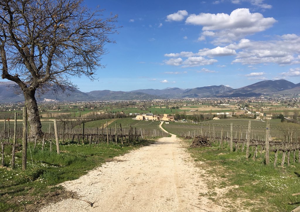 Tempo di primavera tra i filari