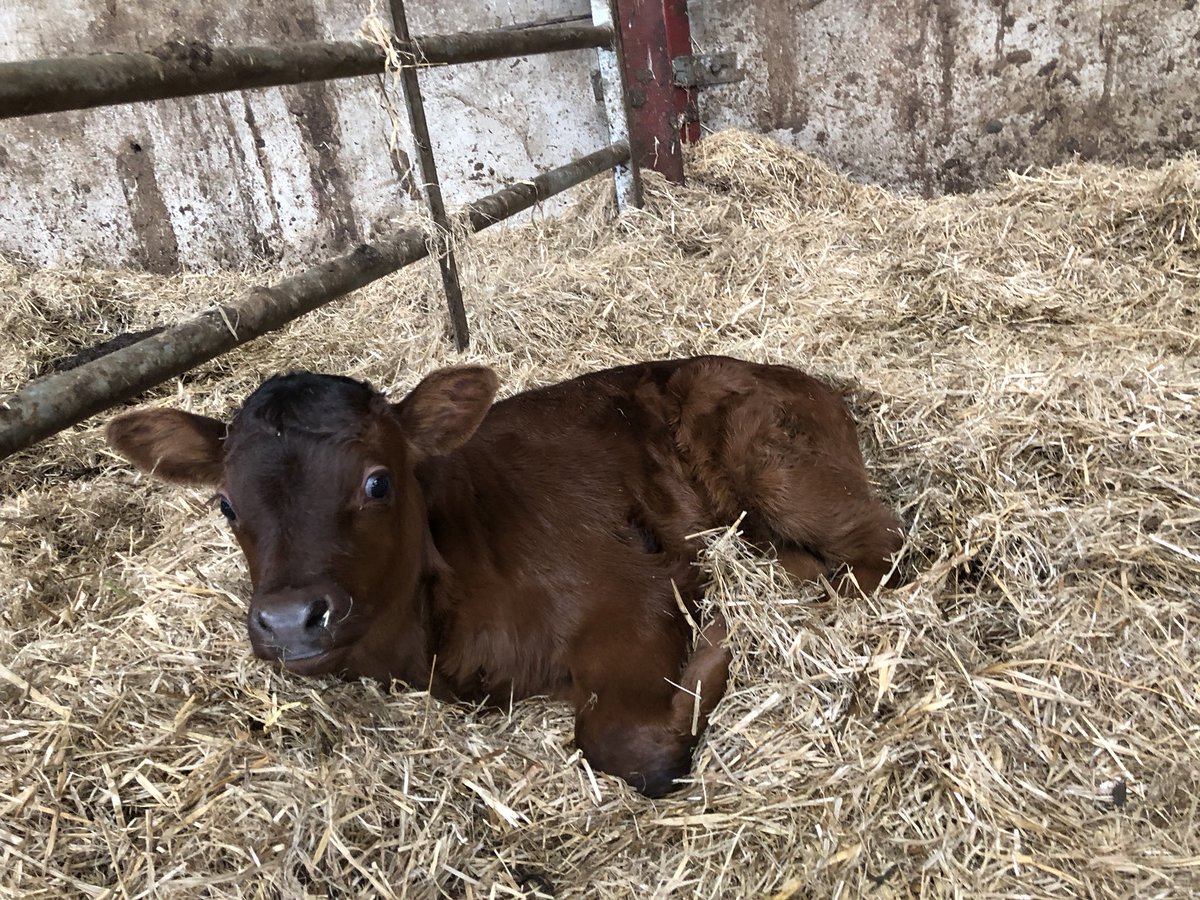 newlandfarm's tweet photo. Flip round the calves #calfpix https://t.co/RwhyEbFZRN