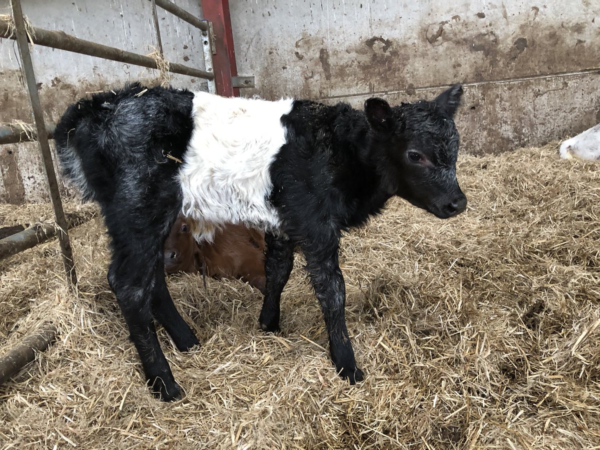 newlandfarm's tweet photo. Flip round the calves #calfpix https://t.co/RwhyEbFZRN