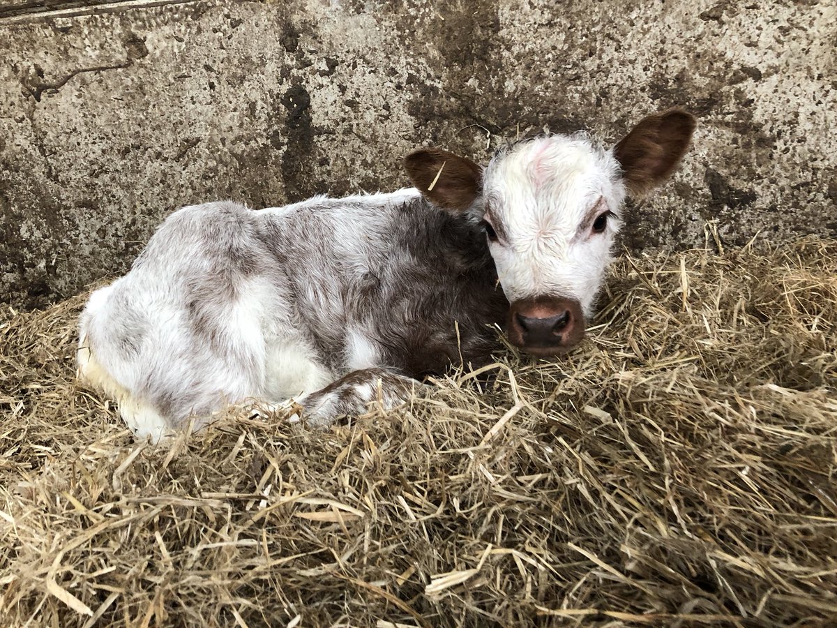newlandfarm's tweet photo. Flip round the calves #calfpix https://t.co/RwhyEbFZRN