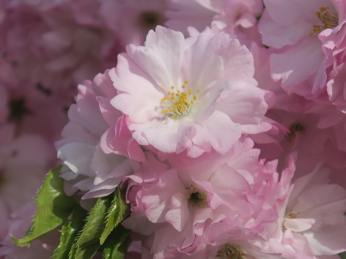 スタッフより（広報係）】 本日の桜。'江戸'は、全体的に枝が太く