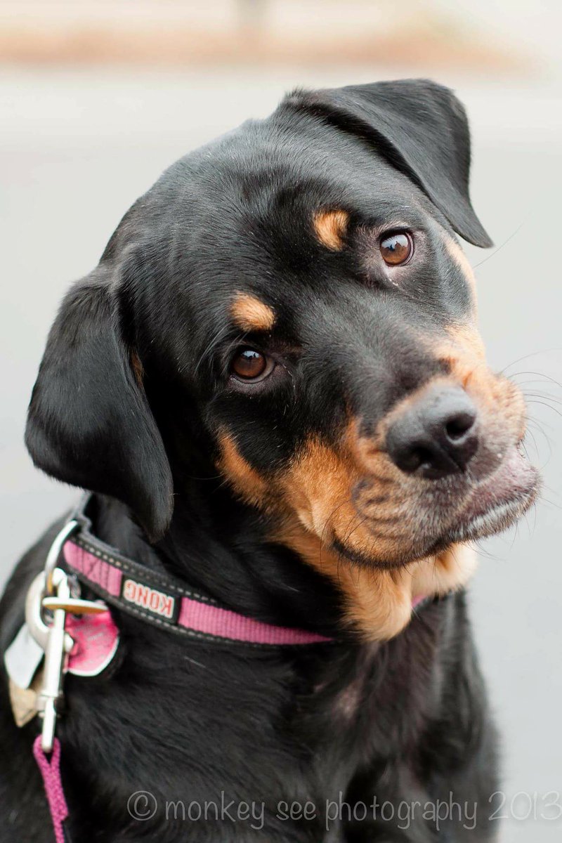 K9SpringFling's tweet photo. Love Like a Rottweiler! Rottweiler Hearts Rescue is joining us for Spring Fling this year! Learn more: https://t.co/CsAdpsqB6l

#k9springfling #unleashedspringfling #adoptarottie #rescuerottie #fosterarottie #rottielove https://t.co/8QUeacpO0A