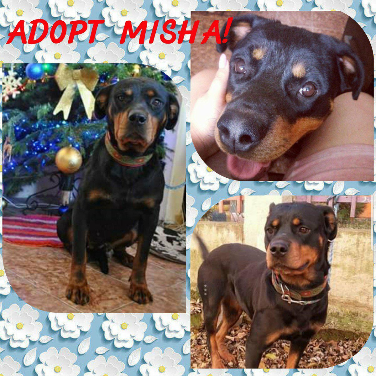 HelpPoorRotties's tweet photo. #RescueDogs #AnimalWelfare #Help
MISHA is a open-minded #Rottweiler (female, 3), urgently in need of a responsible family in Europe or #sponsors.
https://t.co/5sPl8ZuAqf
All information on #facebook or ask Elena Cozma-Tarola by email: adopt@rrr.dog
#Adoption #RRR #DeathRowDogs https://t.co/jBFhoV3Bbw