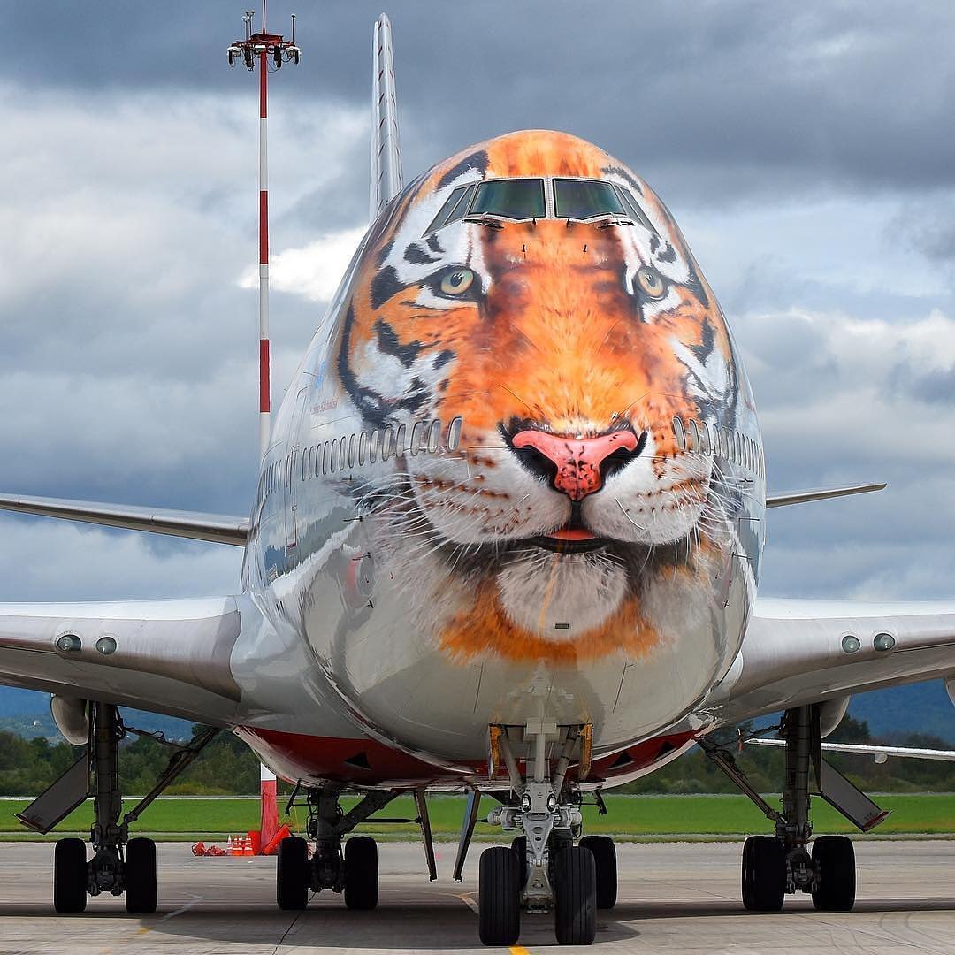 Fly_aircraft_'s tweet photo. A Tiger shaped bird becomed in 747 
#avgeek #Boeing747 #Boeing #aviations #tigers #planes #planesspotter https://t.co/SF60KAwE0B