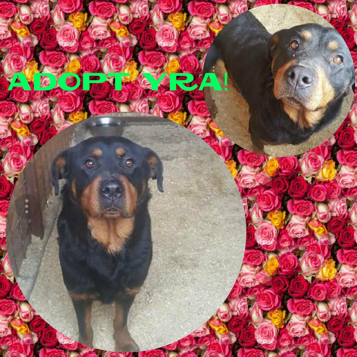 HelpPoorRotties's tweet photo. #DeathRowDogs #AnimalWelfare #Help
YRA is a very sociable and balanced #Rottweiler (female, 6), urgently in need of a responsible family in Europe or #sponsors.
https://t.co/SaoTCedPiu
All information on #facebook or ask Elena Cozma-Tarola by email: adopt@rrr.dog
#Adoption #RRR https://t.co/6GRBCvqMX5